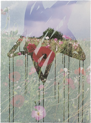 Gallery Nomart|Artist|Kurumi Kotani 小谷 くるみ